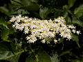 Sambucus nigra Pyramidalis IMG_4570 Bez czarny